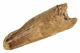 Fossil Spinosaurus Tooth - Real Dinosaur Tooth #215341-1